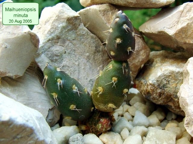 Maihueniopsis_minuta _04